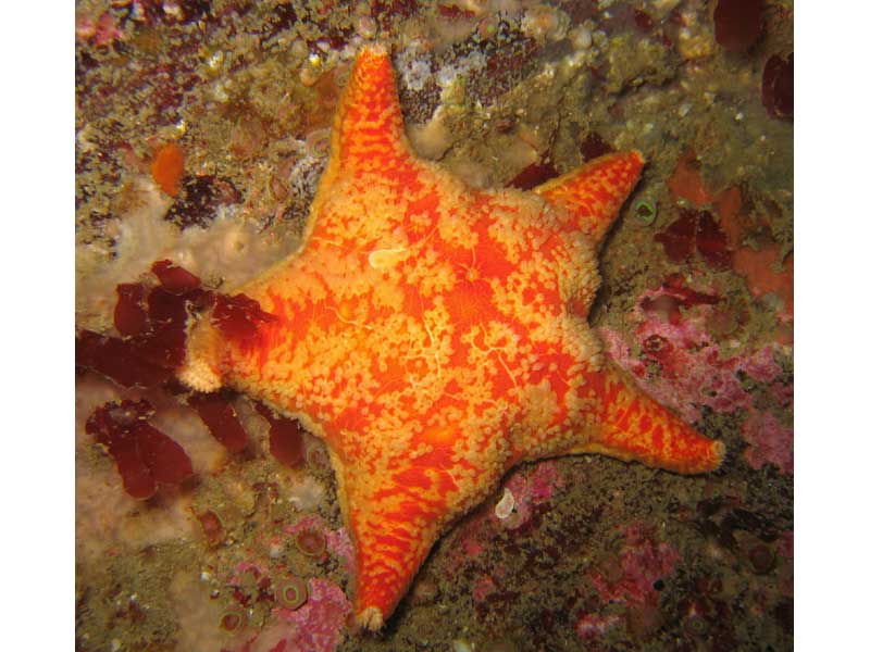 Porania (Porania) pulvillus on the Manacles, Lizard Point, southwest Cornwall..