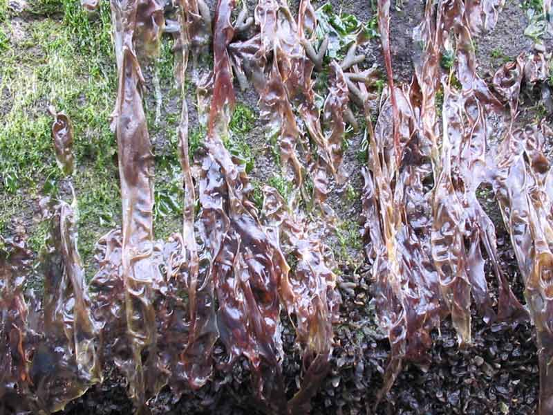 Porphyra umbilicalis hanging vertically on a rock face.