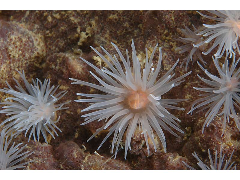 Protanthea simplex at Stome Narrows in Loch Carron, Scotland.