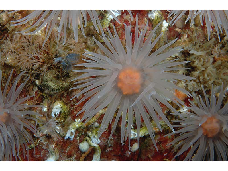 Image: Protanthea simplex at Stome Narrows in Loch Carron, Scotland.