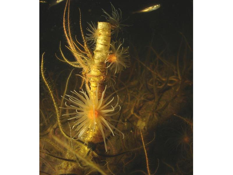 Image: Protanthea simplex surrounded by brittle stars.