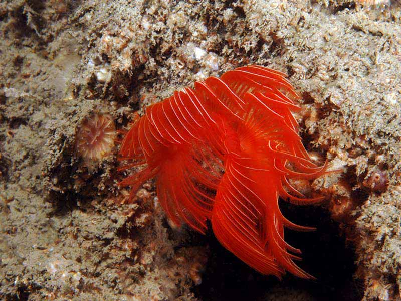 Protula tubularia on the wreck of the Rosehill in Whitsand Bay, Cornwall.