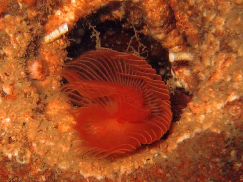 Protula tubularia in the Scilly Isles.