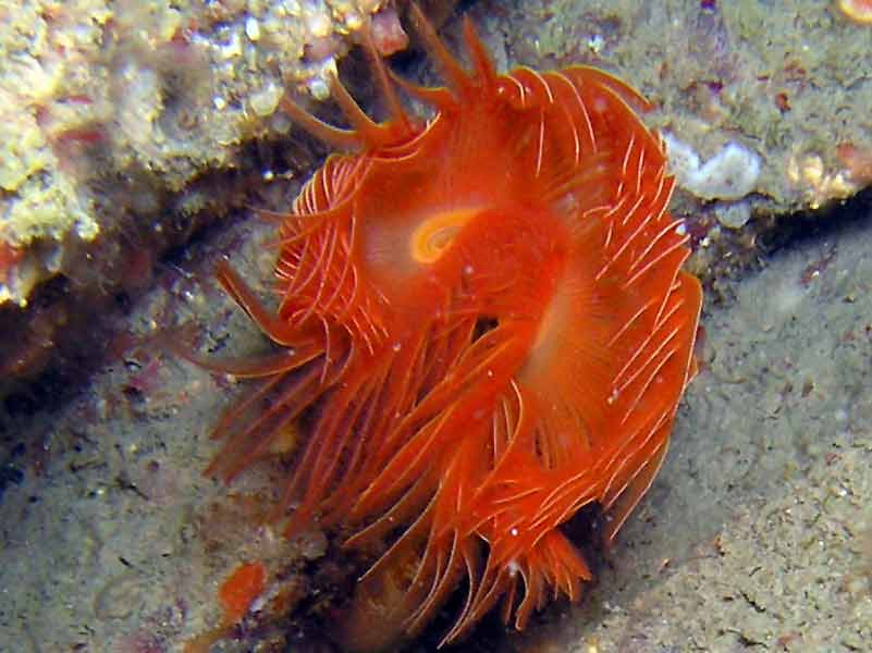 Protula tubularia off Mewstone, Plymouth. 28 m depth.