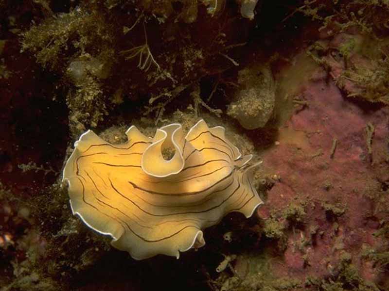 The candy striped flatworm Prostheceraeus vittatus.