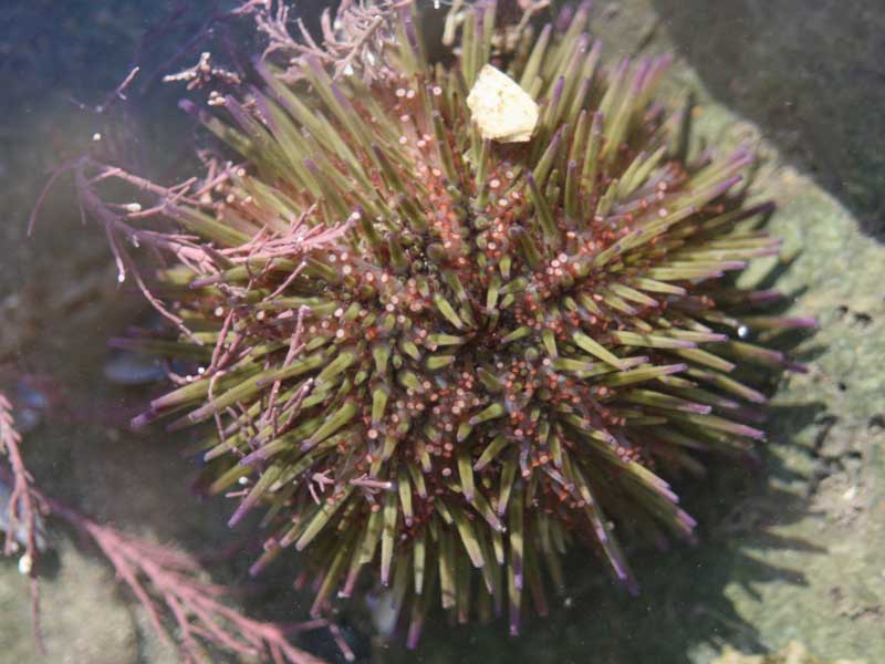 Colourful Psammechinus miliaris specimen.