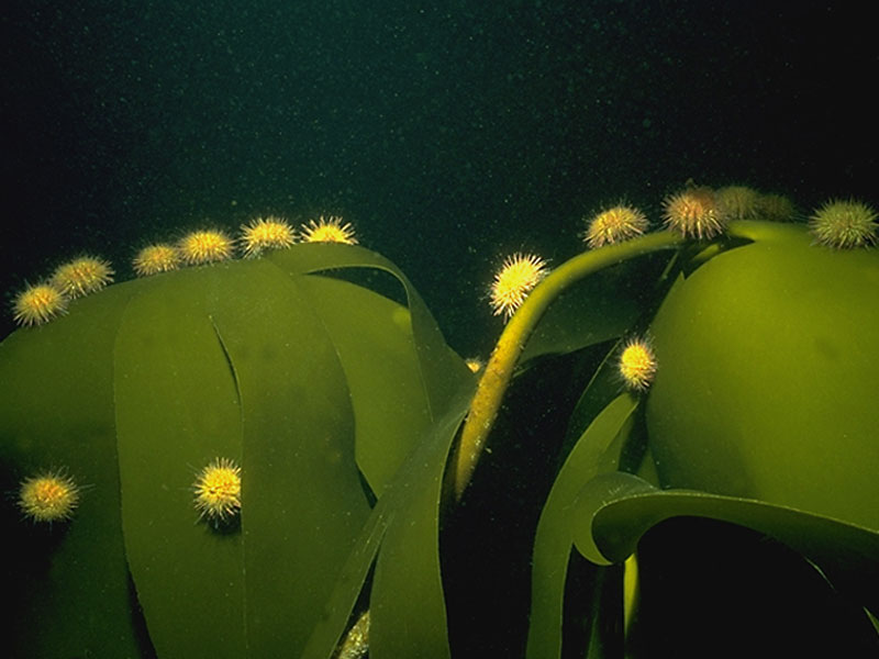 Psammechinus miliaris on kelp.