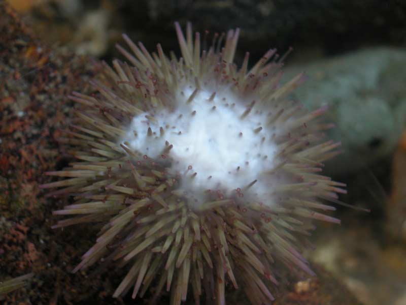 Image: Male Psammechinus miliaris spawning sperm.