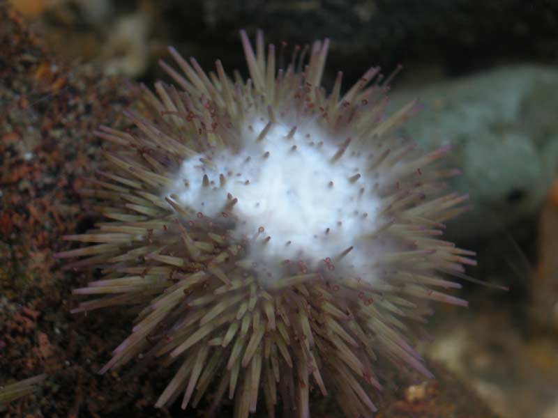 Male Psammechinus miliaris spawning sperm.