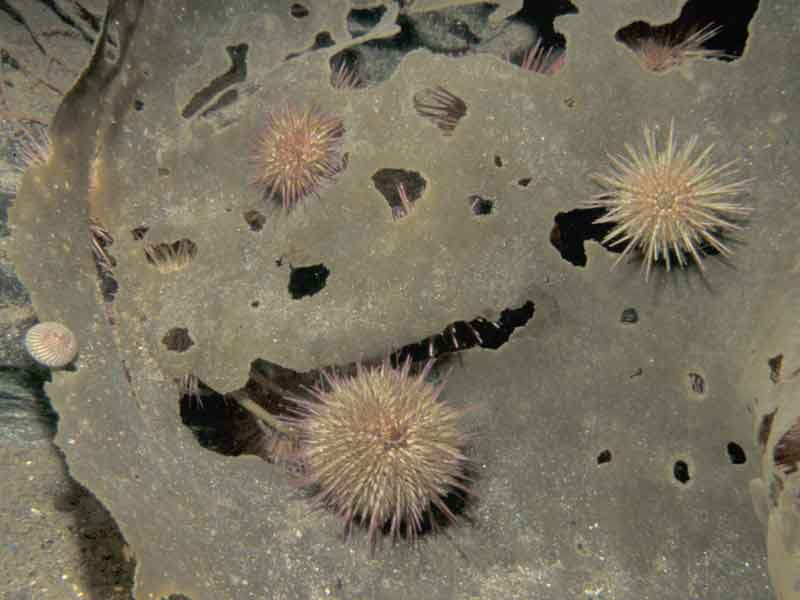 Psammechinus miliaris grazing kelp.