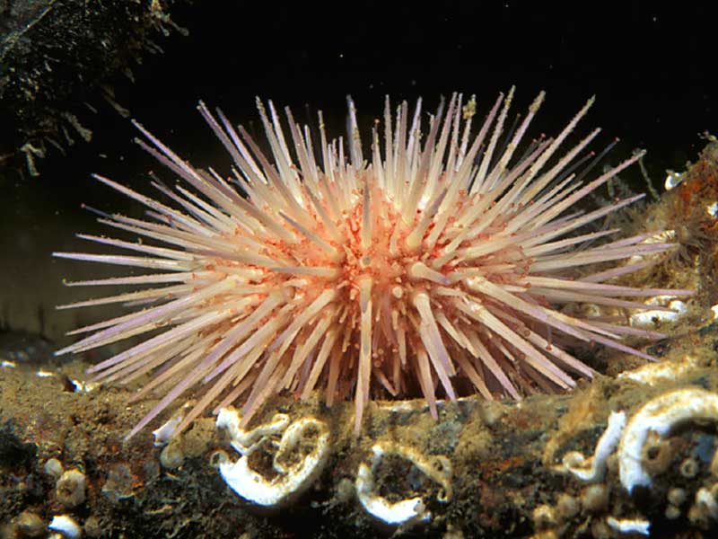 Psammechinus miliaris on the Scylla, Whitsand Bay, Plymouth.