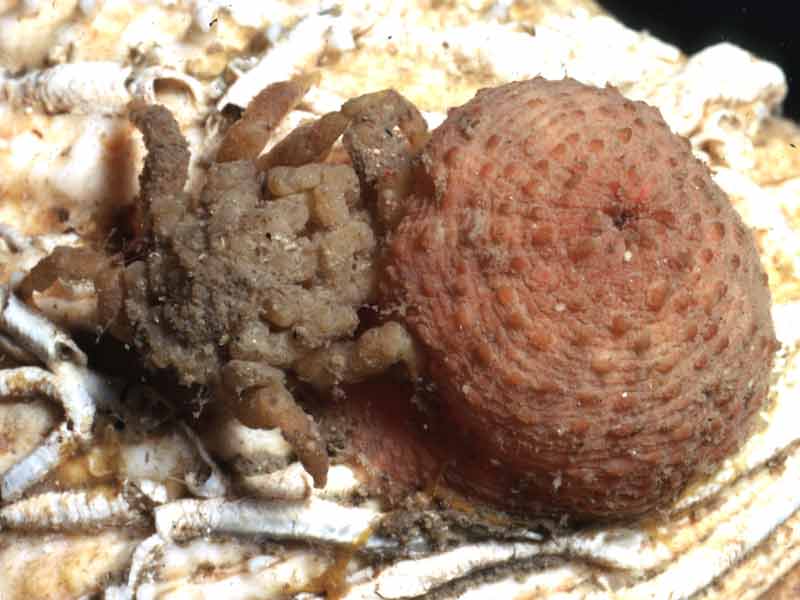 Pycnogonum litorale feeding on an anemone.