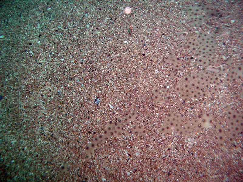 Image: The blond ray almost completely covered in sand (spiracles are visible).