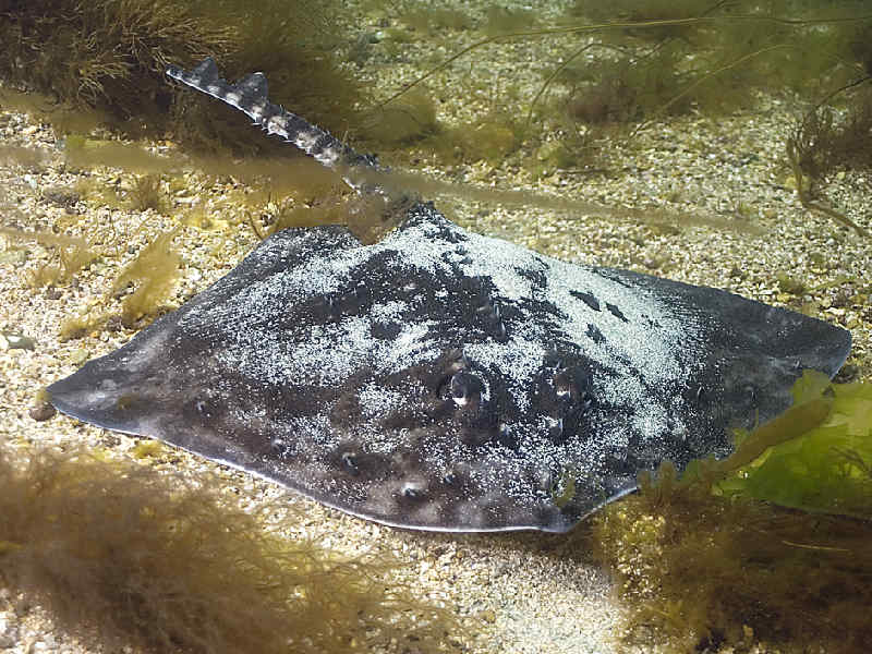 A thornback ray in shallow water.