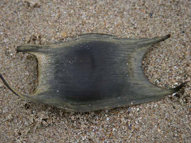 Raja clavata eggcase on the strandline.