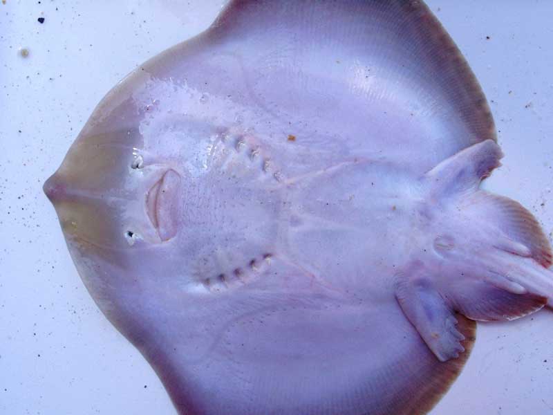 Raja microcellata in a laboratory, ventral view.