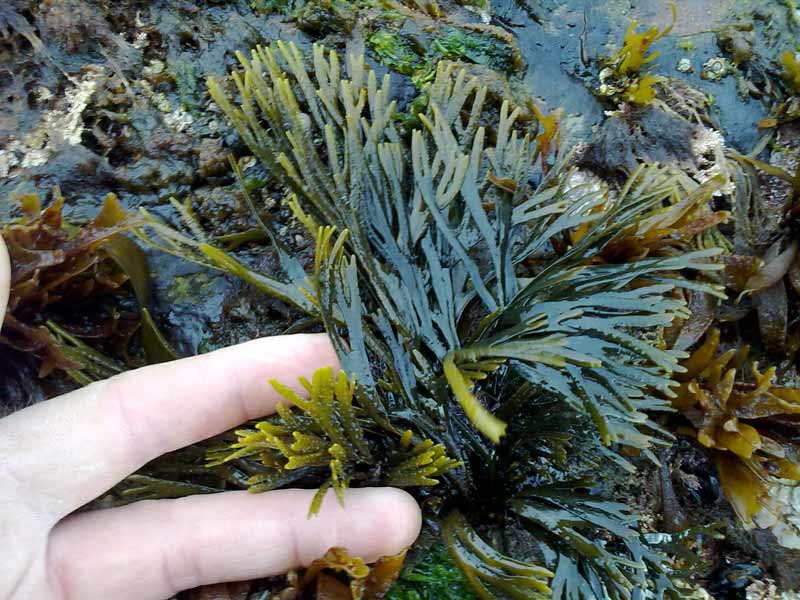 Fucus distichus