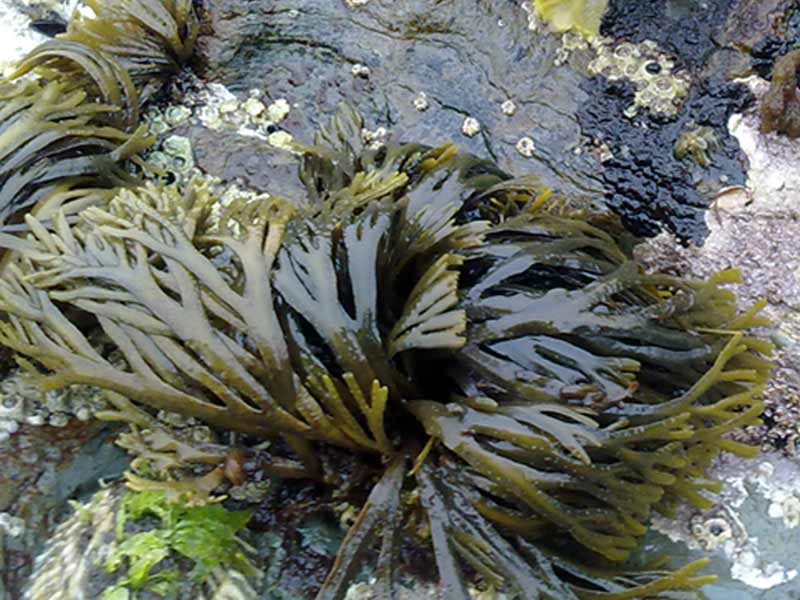 Fucus distichus