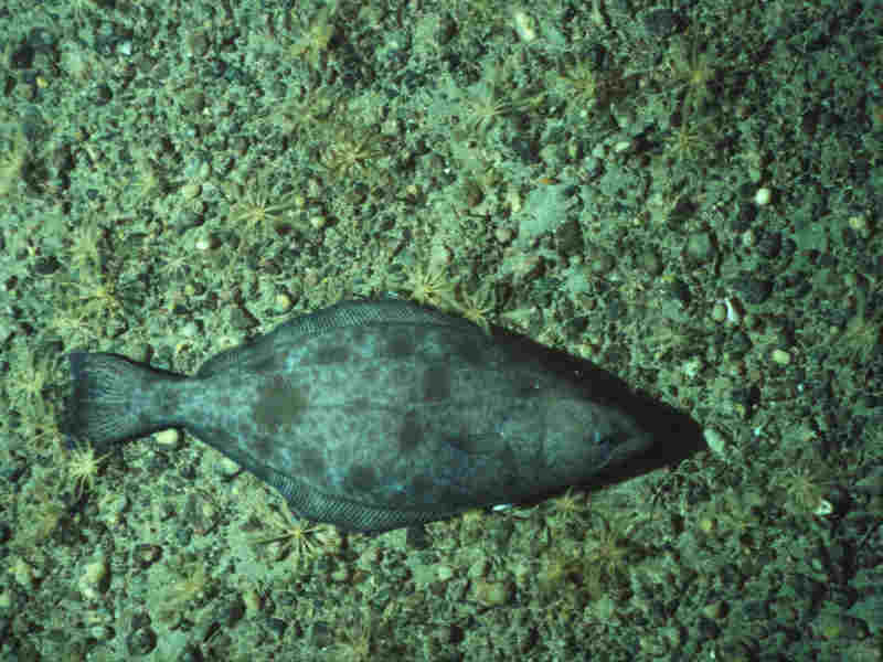 Greenland halibut.