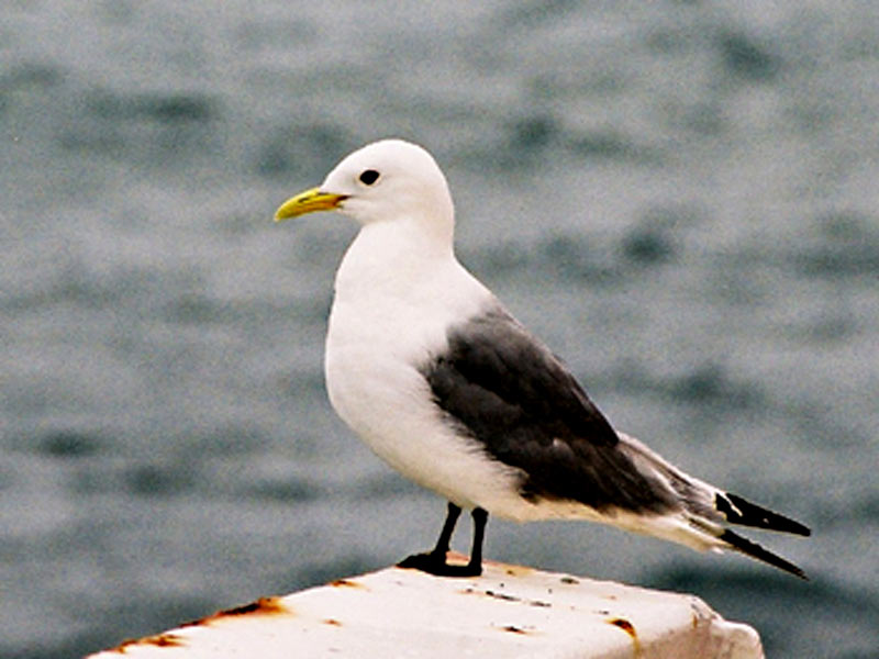 The black-legged kittiwake, Rissa tridactyla.