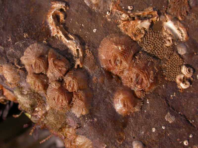 Verruca stroemia attached to a rockface.