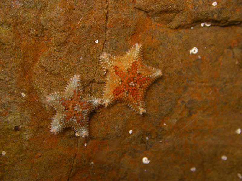 Asterina phylactica