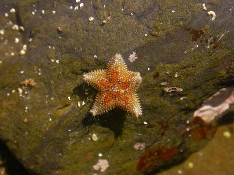 Asterina phylactica