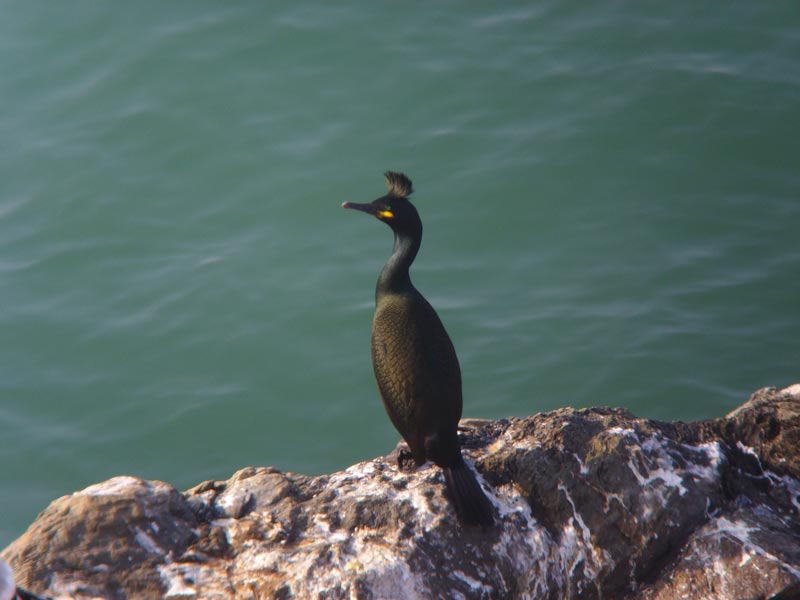 Phalacrocorax aristotelis on rock.