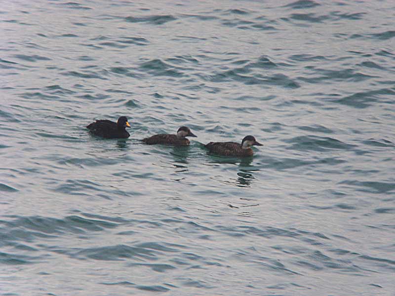 Melanitta nigra (male and two females).