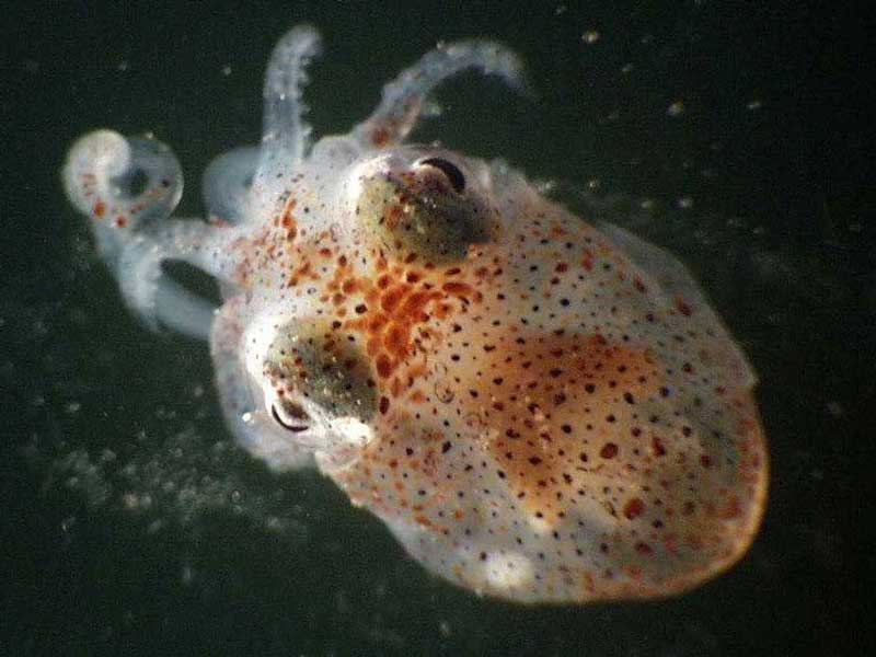 Rossia macrosoma on a black background.