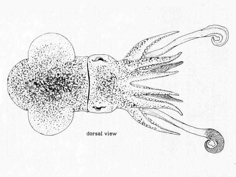 Line drawing of Rossia macrosoma.