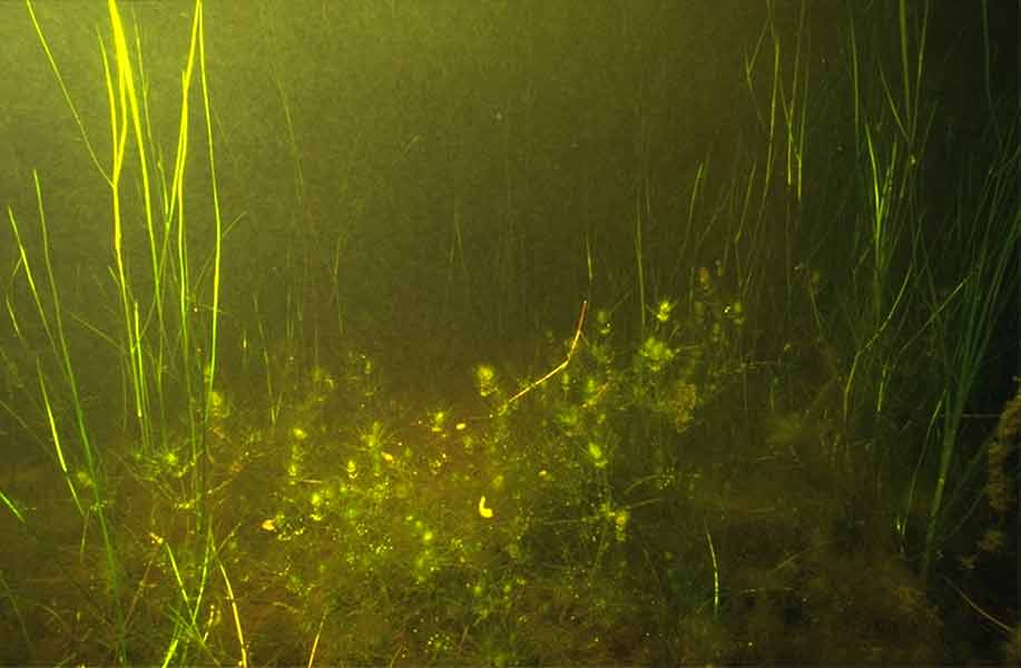 Image: Stand of Ruppia sp. with the foxtail stonewort Lamprothamnion papulosum in foreground.