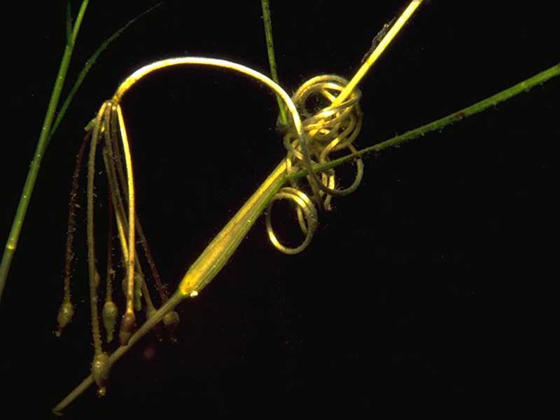 Close up of inflorescense of Ruppia sp.