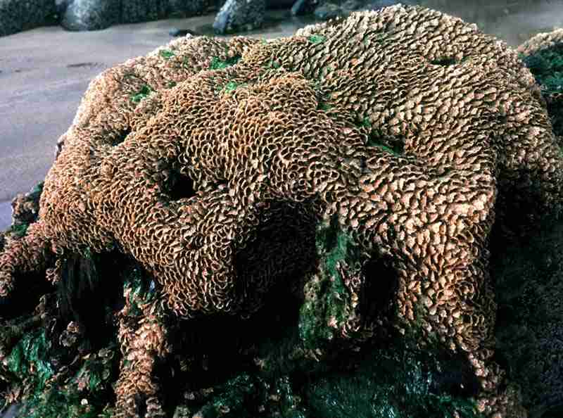 Rock covered entirely with tubes of Sabellaria alveolata.