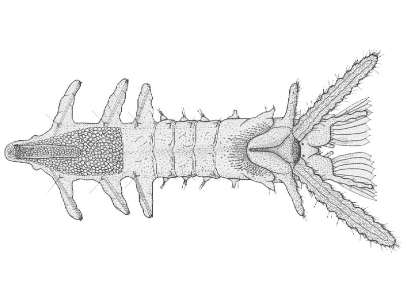 Ventral view of early bottom stage of Sabellaria alveolata Linnaeus.   Age just over seven weeks after fertilization.