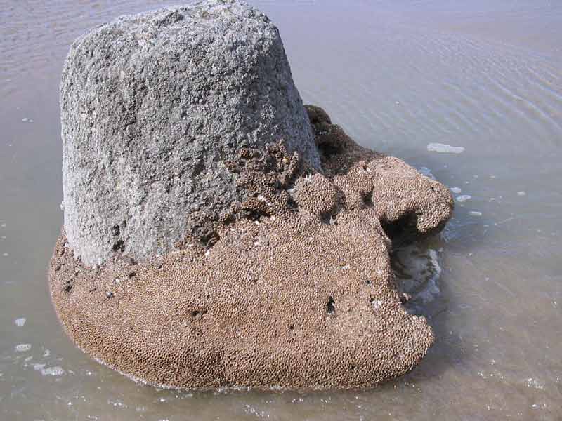 Sabellaria alveolata surround a coastal defence bollard.