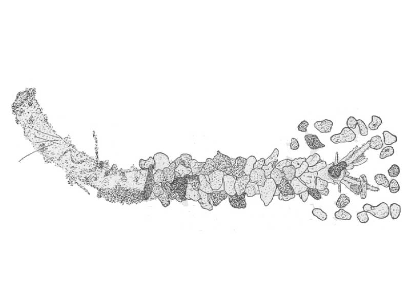 Mucus and first sandy tube of early bottom stage of Sabellaria alveolata Linnaeus (x39).