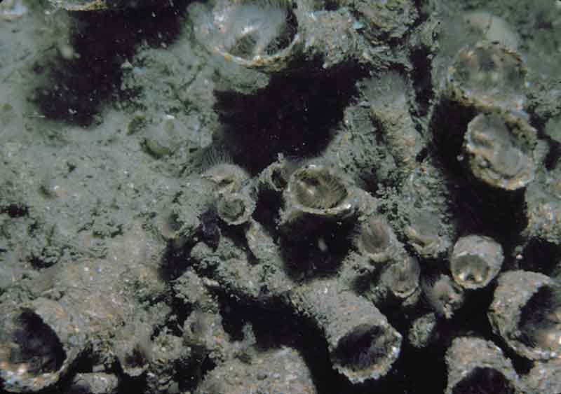 Sublittoral Sabellaria alveolata at Nash Point