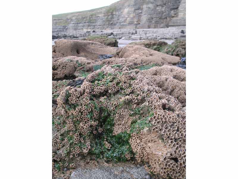 Sabellaria alveolata reef at Dunraven, Southerndown, south Wales.