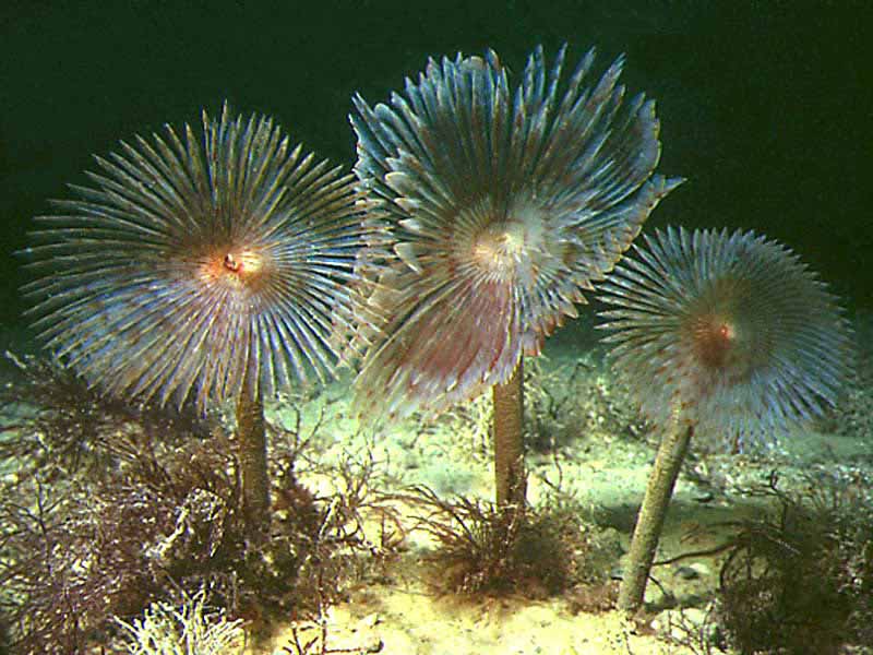 Image: Three Sabella pavonina with tentacles fanned out.