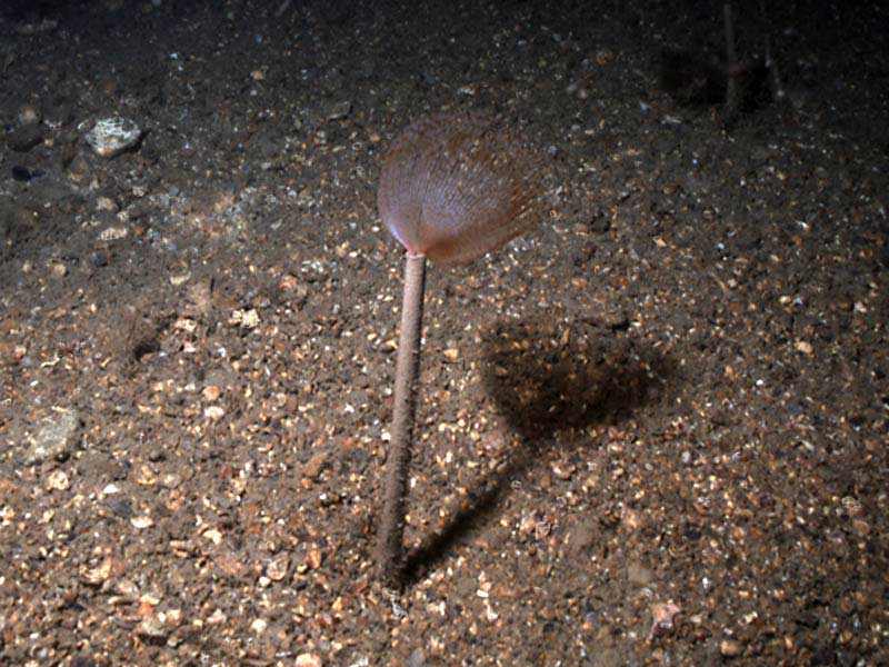 Fanworm in coarse sand