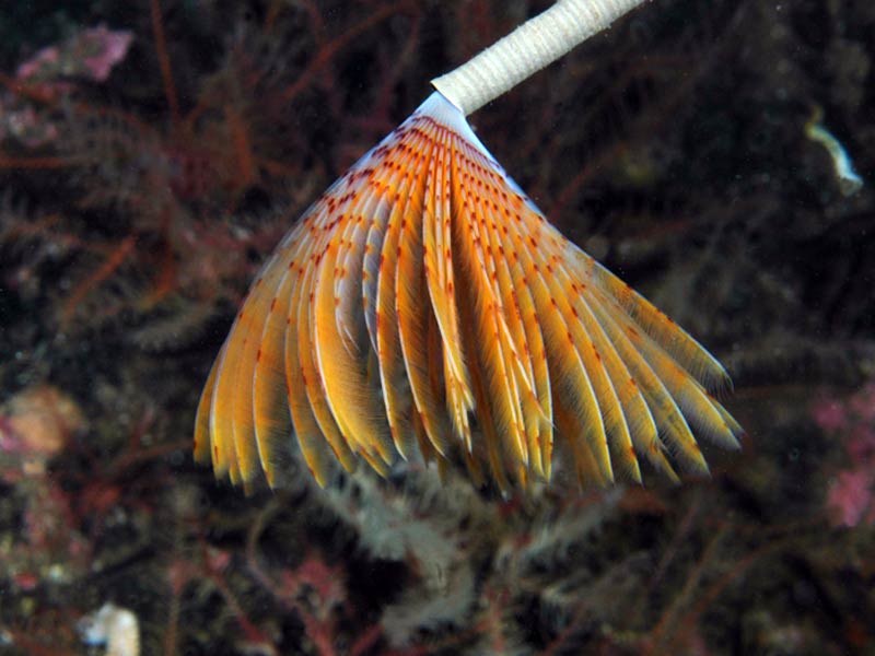 Sabella pavonina at Strome Narrows, Lochcarrin in Scotland.