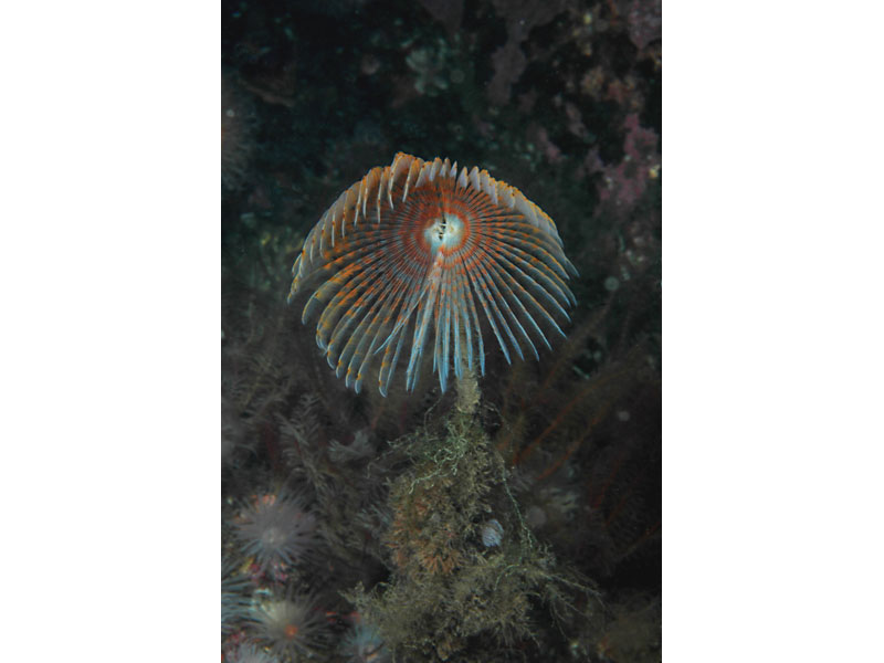 Sabella pavonina at Strome Narrows, Lochcarrin in Scotland.