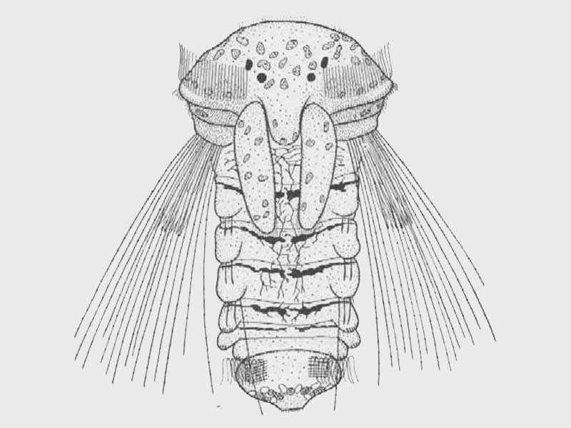 Sabellaria spinulosa larva about two months old.  Dorsal view.