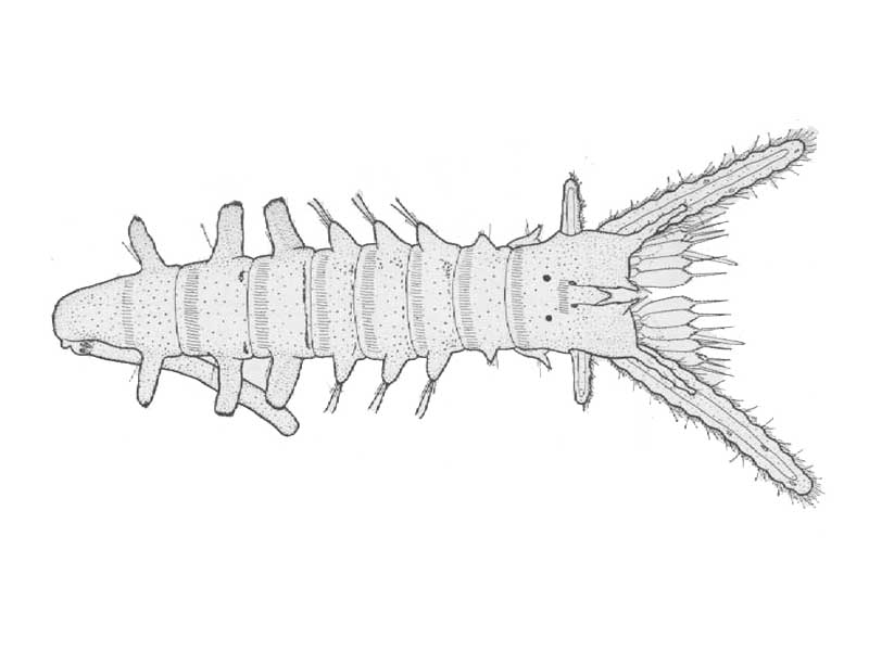 Early bottom stage of Sabellaria spinulosa Leuckart.