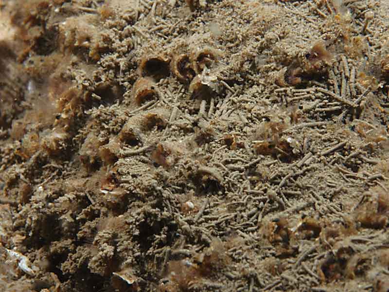 Sabellaria spinulosa tubes on Pecten maximus on the east cooast of Lundy.