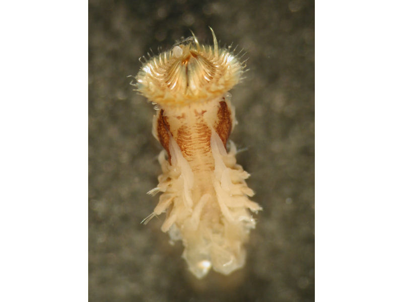 Close up of head of Sabellaria spinulosa.