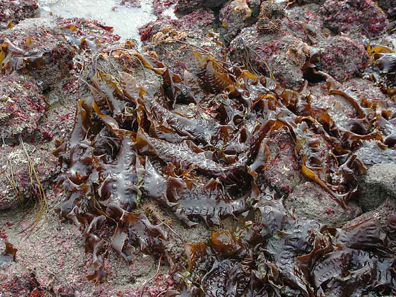 Saccharina latissima exposed at low tide.