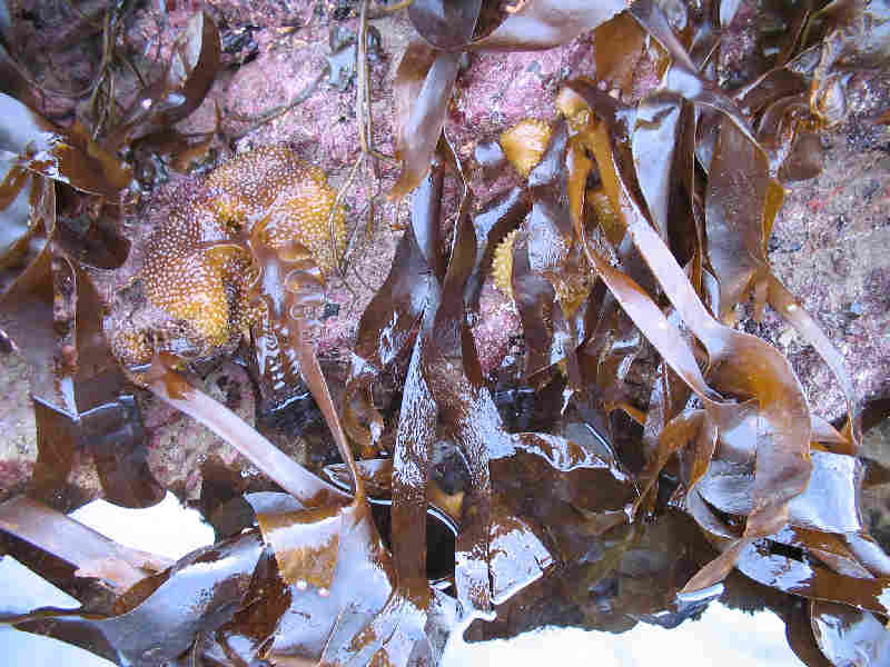 Saccorhiza polyschides on the shore.