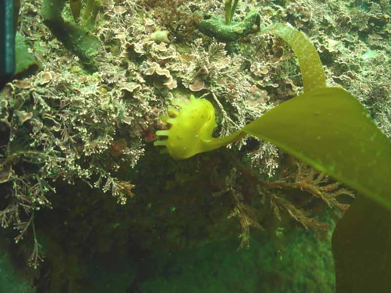 Saccorhiza polyschides hold to the substrate.